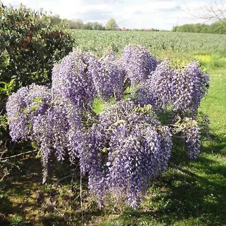 Domaine De La Meniguere Casa de hóspedes 3*